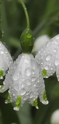 Enjoy the peaceful beauty of nature with this stunning live wallpaper! Featuring three white flowers covered in water droplets, this digital rendering is perfect for those looking to add some serenity to their phone's display