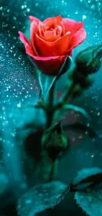 Adorn the screen of your phone with this captivating live wallpaper featuring a beautiful red rose resting on a green leaf amidst a mystical mist of blue, white and red shades