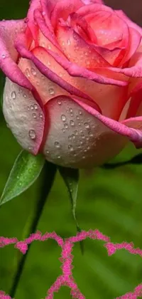 This phone live wallpaper boasts an elegant pink rose with hearts etched onto its petals alongside a gentle rain