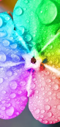 Get mesmerized by the beauty of this rainbow-colored flower phone live wallpaper