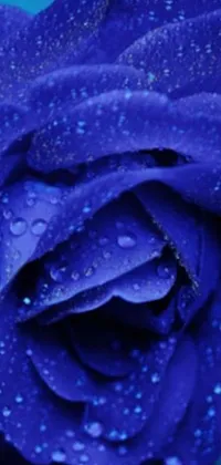 This phone live wallpaper features a stunning blue rose with sparkling water droplets