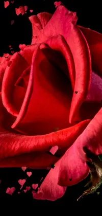 This phone live wallpaper features a realistic rendering of a red rose on a black background