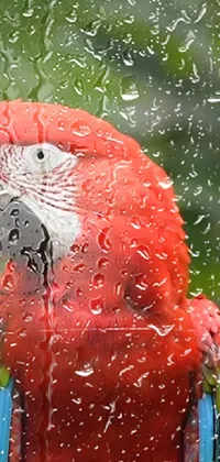 This stunning live wallpaper showcases a closeup photo of a red parrot sitting atop a window covered in rain