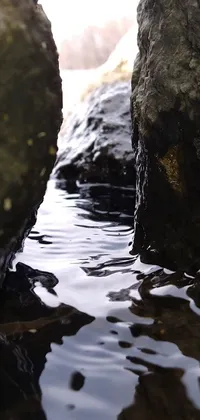 Immerse yourself in a natural scene with this phone live wallpaper