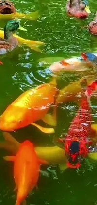 This phone live wallpaper showcases a picturesque scene of koi fish swimming in a serene pond