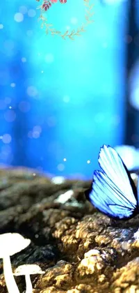 This stunning live wallpaper features a captivating macro photograph of a blue butterfly perched atop a rock