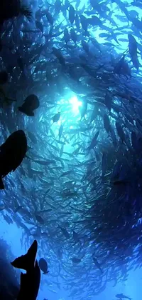 This ocean-themed live wallpaper features a large school of synchronized fish swimming in the animated sea