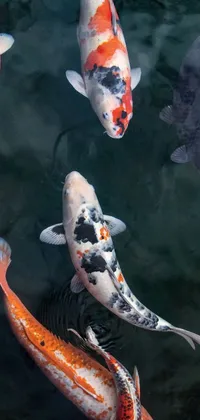 The Koi Fish Pond Live Wallpaper is a visual masterpiece that brings nature's beauty onto your phone screen