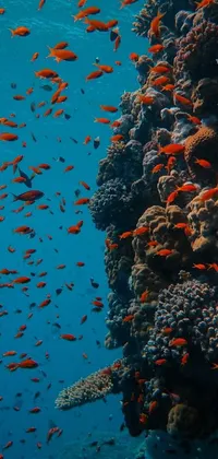 This mobile wallpaper showcases an underwater landscape with fish swimming in a coral reef in the Red Sea