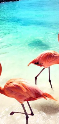 The Flamingo Beach live wallpaper depicts two pink flamingos walking on a stunning Caribbean beach with ocean waves rolling onto the shore