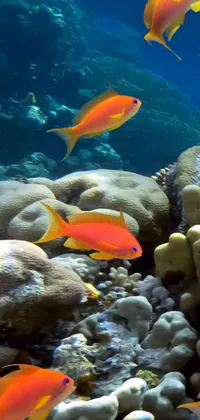 Enjoy the beauty of an underwater coral reef on your phone with this vibrant live wallpaper