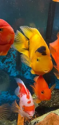 Enhance your phone's home screen with a visually captivating live wallpaper featuring stunning fish swimming in an aquarium