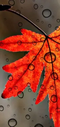 This stunning live phone wallpaper features a beautiful autumn red leaf delicately resting on a rain-soaked window with maple syrup drizzled over it