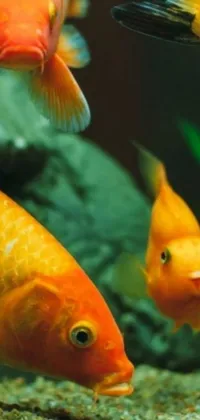 This aquarium-themed live wallpaper for your phone features a beautiful display of vibrant gold and orange fish swimming in a tranquil blue tank, with 3 goldfish, 4 orange fish, 5 smaller fish, 3 aquatic plants, and 1 castle statue