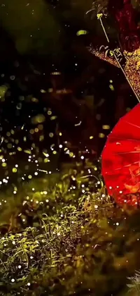 Bring your phone to life with a stunning live wallpaper featuring a red umbrella resting on a lush green field
