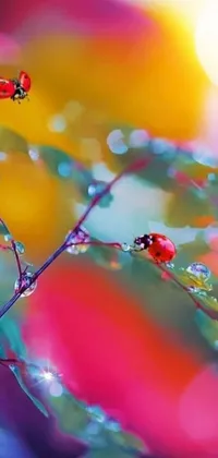 Looking for a stunning live wallpaper for your mobile device? Look no further than this enchanting creation featuring ladybugs perched on a plant, captured in macro photography