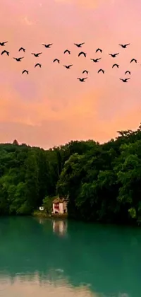 This phone live wallpaper features a flock of birds soaring above a calm body of water at dusk