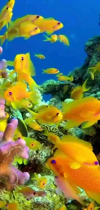 Bring the beauty of the underwater world to your phone with this mesmerizing live wallpaper