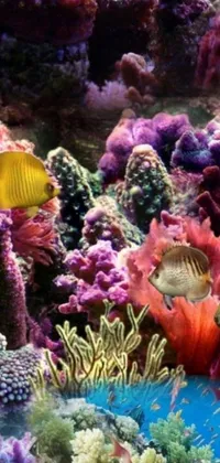 This live phone wallpaper is a beautiful fish tank featuring a colorful and diverse collection of fish, perfect for those who love marine life