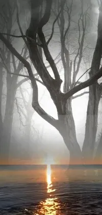 This phone live wallpaper brings a eerie and moody forest scene to your mobile screen