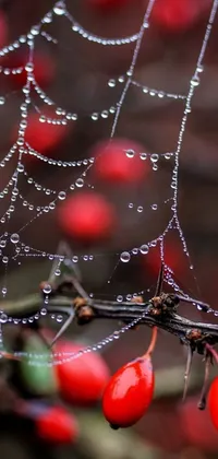 This mobile live wallpaper showcases a mesmerizing close-up of a spider web against a backdrop of red berries