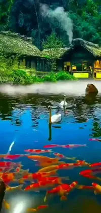 This beautiful phone live wallpaper features a serene pond with two elegant swans swimming amongst a charming tea village backdrop