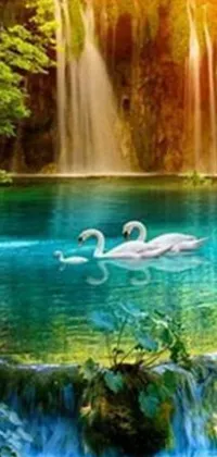 This live wallpaper depicts two swans swimming near a waterfall, a stunning scene by a famous artist