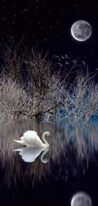 This stunning live wallpaper features a serene scene of a white swan floating on a body of water