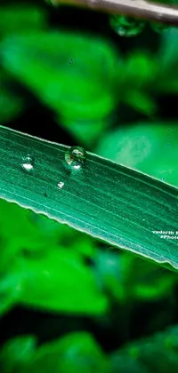 This gorgeous phone live wallpaper features a mesmerizing macro photograph of a leaf with water droplets