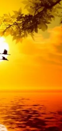 This live wallpaper depicts a serene picture of a bird flying over a peaceful body of water during sunset at a resolution of 240p