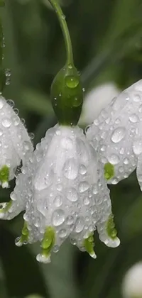 This live wallpaper features a stunning group of white flowers with realistic water droplets, set against a black background