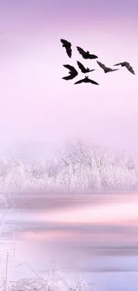 This live wallpaper features a serene scene of birds flying over a peaceful body of water