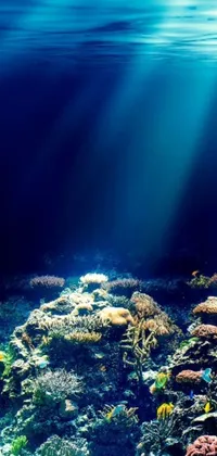 This live wallpaper showcases a beautiful underwater scene with a swimming fish, stunning coral reef, and shafts of sunlight