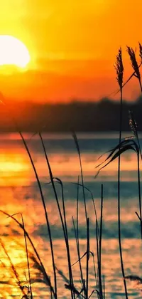Enhance your viewing experience with this live phone wallpaper featuring a breathtaking sunset over a placid water body