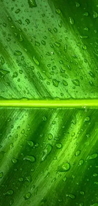 This phone live wallpaper is a stunning representation of the Amazon rainforest, featuring a lush green leaf adorned with water droplets