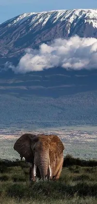 Transform your phone screen into a magnificent depiction of a Kenyan elephant standing in a grassy field with a mountainous backdrop