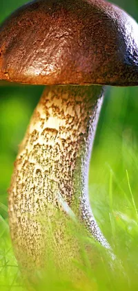 This stunning live wallpaper features a macro photograph of a mushroom perched on a lush green field