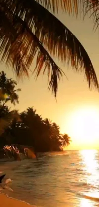 This phone live wallpaper features a peaceful, romantic beach scene with birds, palm trees and a stunning sunrise