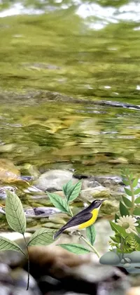 Experience nature in its purest form with this stunning phone live wallpaper