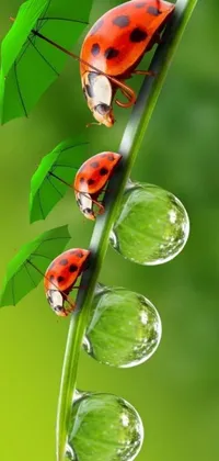 This stunning phone live wallpaper depicts an adorable pair of red and black ladybugs sitting on a vibrant green leaf, set against a mesmerizing glass-rain background