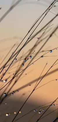 This phone live wallpaper showcases the breathtaking beauty of nature