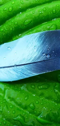 This live wallpaper showcases a blue feather on a green leaf with a Hurufiyya-inspired design