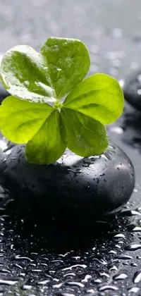Nature Water Plant Live Wallpaper