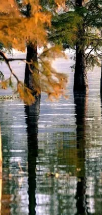 This phone live wallpaper showcases the serene beauty of two trees standing in the water of a holy lake