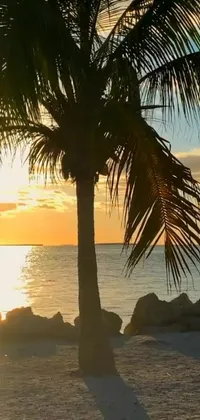 Transform your phone screen into a tropical oasis with this stunning live wallpaper featuring a palm tree swaying in the warm breeze on a sandy beach