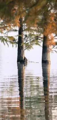 This water-themed live wallpaper features a beautiful image of two trees standing in the shallow waters of Louisiana