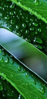 This phone live wallpaper showcases a striking knife resting on a vibrant leaf covered in droplets of water