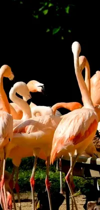 This live wallpaper features a group of flamingos standing together in their natural habitat