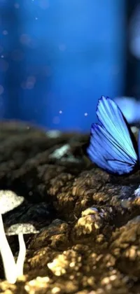Transform your phone with this stunning live wallpaper featuring a delicate blue butterfly resting on a mushroom against a bioluminescent forest floor