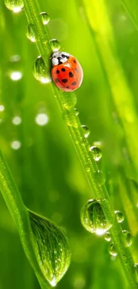 This phone live wallpaper depicts a ladybug perched atop a grass blade set against a vibrant green rain background